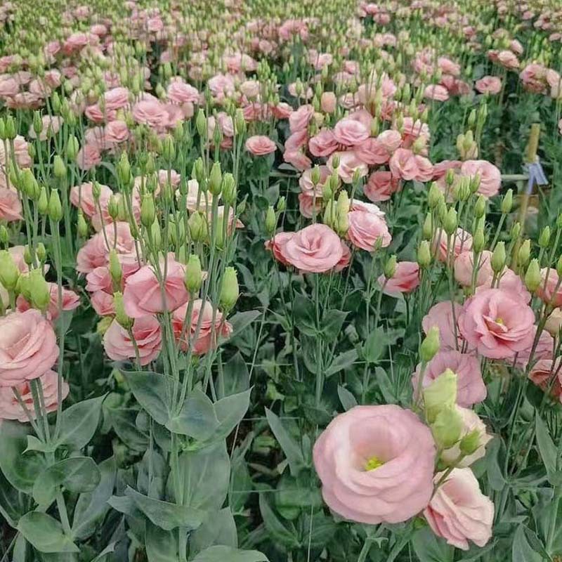 🌸 Lisianthus Seeds (Eustoma grandiflorum) — 200 Seeds per Pack