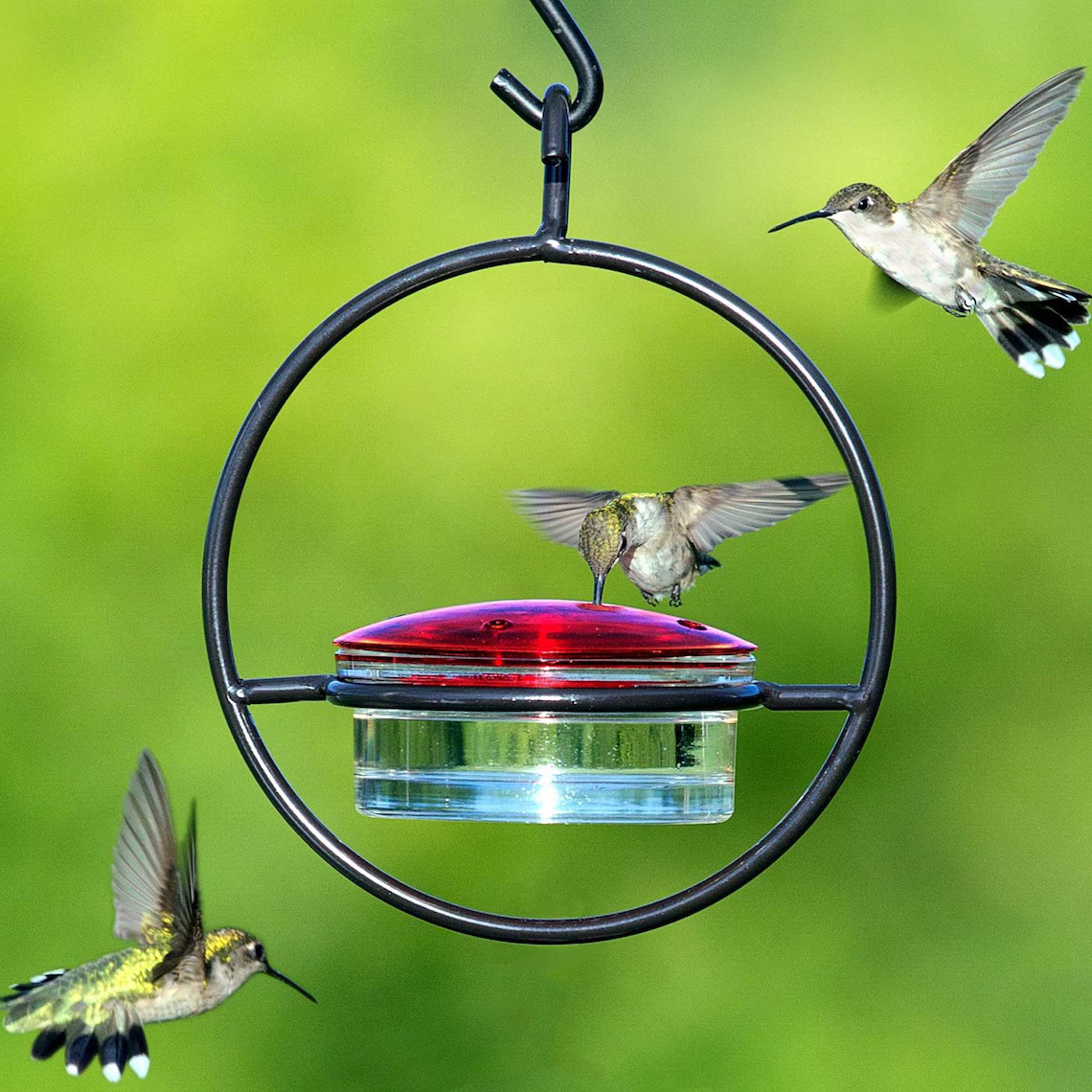 Hummingbird Water Feeder | 4 Feeding Ports Feeder