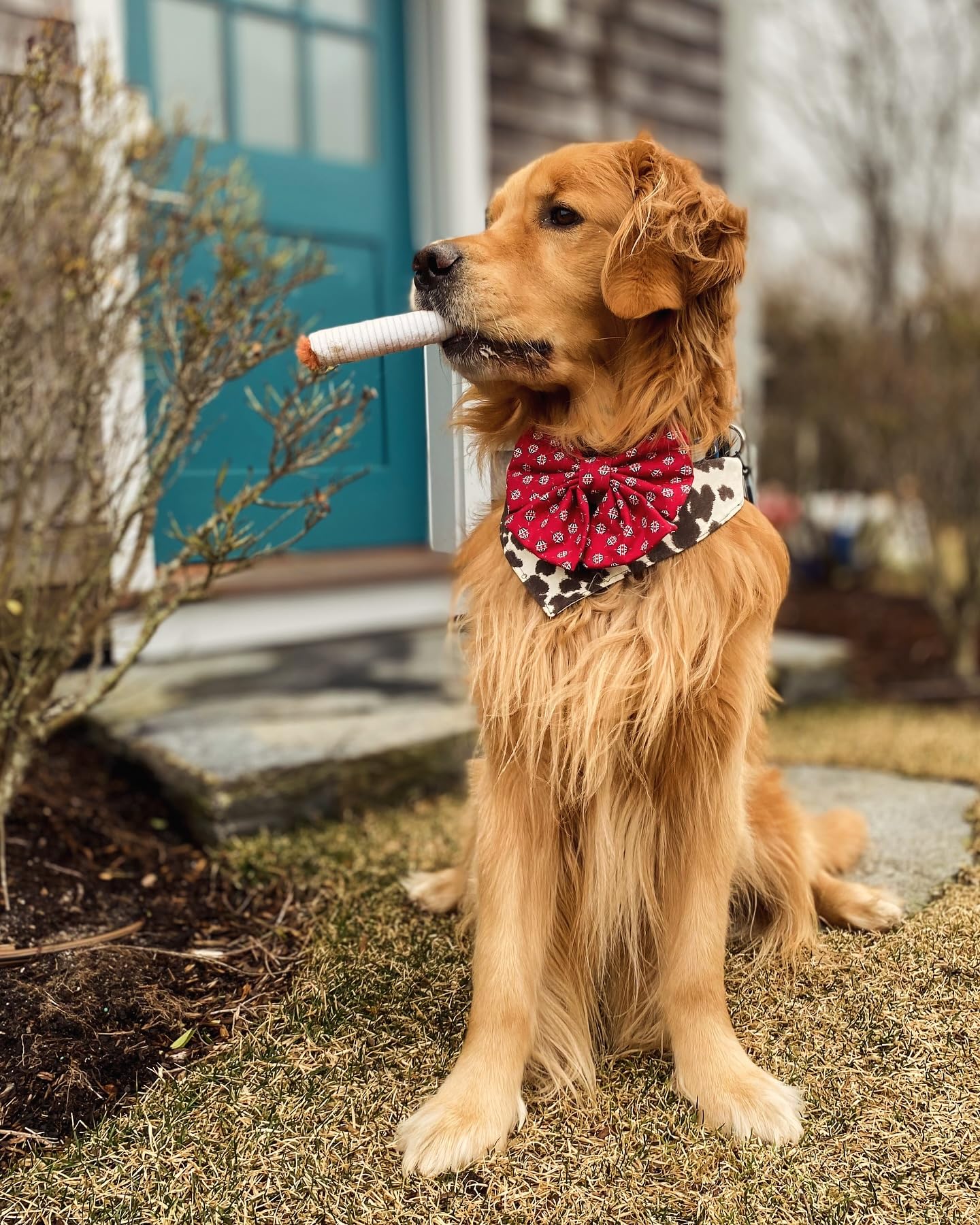 🐶Cigarette Shape Dog Teething Toy🐶