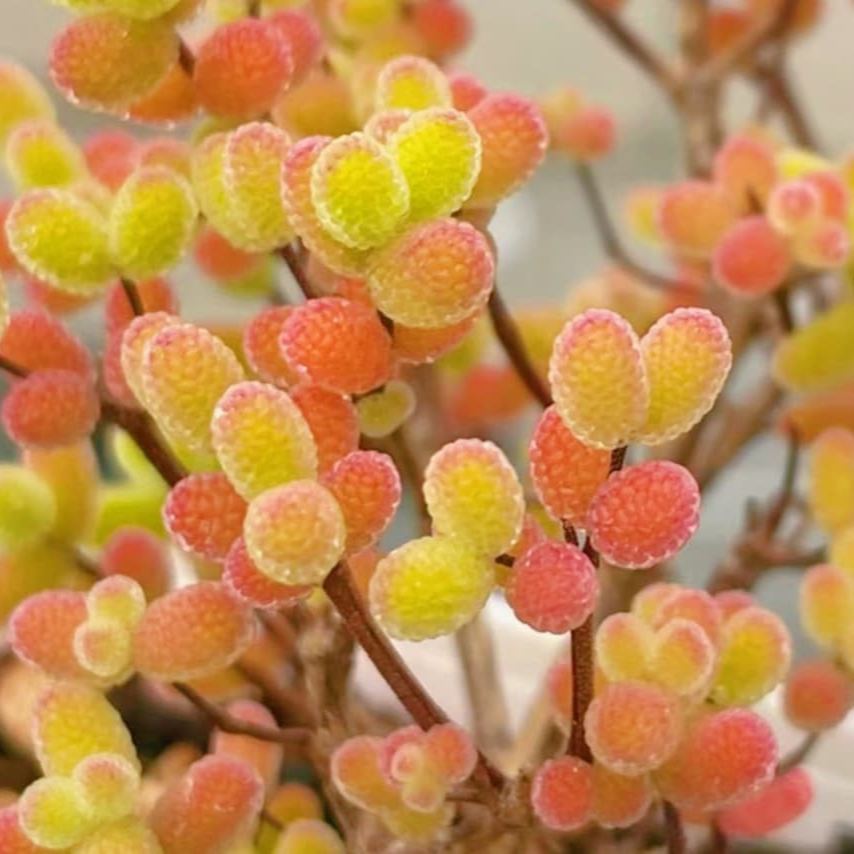 🌿 Drosanthemum globosum Seeds (Dewflower / Ice Plant) — 200 Seeds per Pack