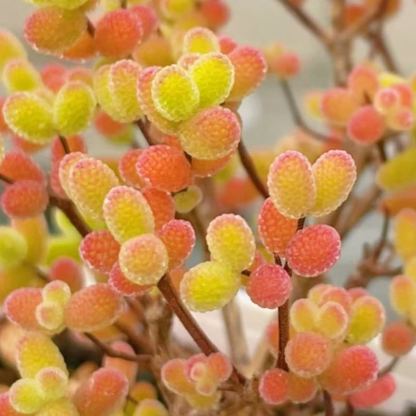 🌿 Drosanthemum globosum Seeds (Dewflower / Ice Plant) — 200 Seeds per Pack