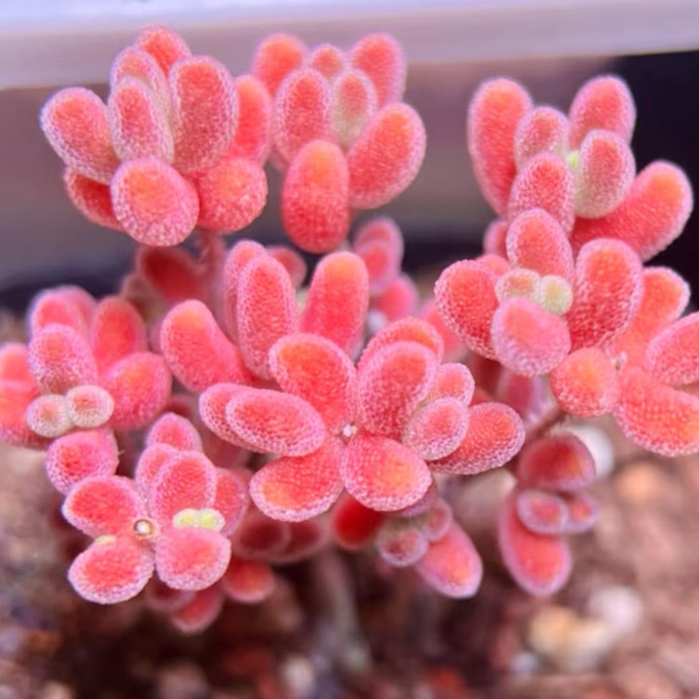 🌿 Drosanthemum globosum Seeds (Dewflower / Ice Plant) — 200 Seeds per Pack