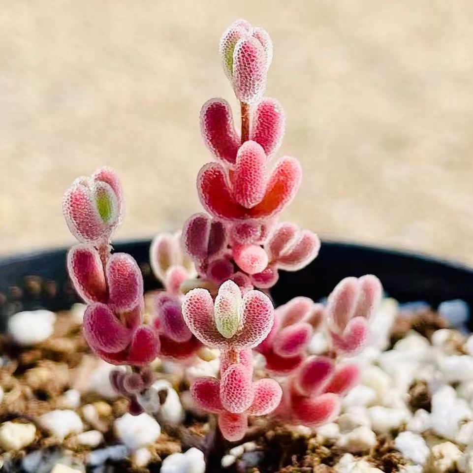 🌿 Drosanthemum globosum Seeds (Dewflower / Ice Plant) — 200 Seeds per Pack