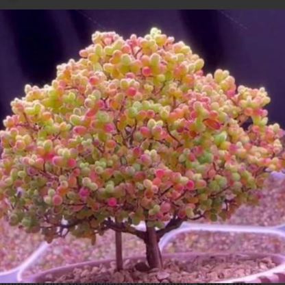 🌿 Drosanthemum globosum Seeds (Dewflower / Ice Plant) — 200 Seeds per Pack