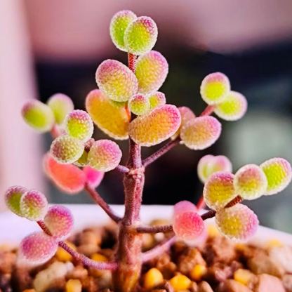 🌿 Drosanthemum globosum Seeds (Dewflower / Ice Plant) — 200 Seeds per Pack