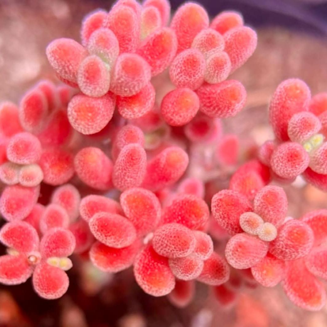 🌿 Drosanthemum globosum Seeds (Dewflower / Ice Plant) — 200 Seeds per Pack