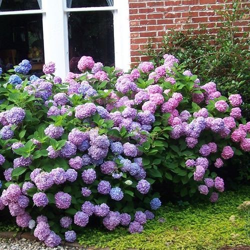 🌸Endless Summer Hydrangea Seeds (Hydrangea macrophylla)🌸