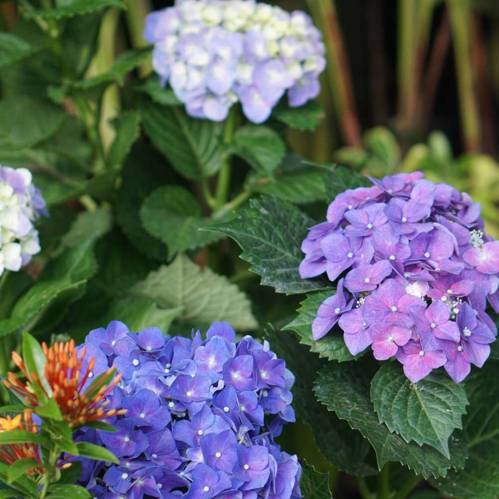 🌸Endless Summer Hydrangea Seeds (Hydrangea macrophylla)🌸