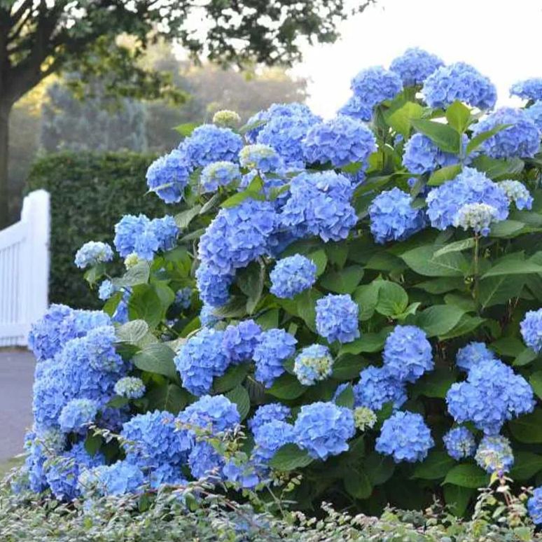 🌸Endless Summer Hydrangea Seeds (Hydrangea macrophylla)🌸
