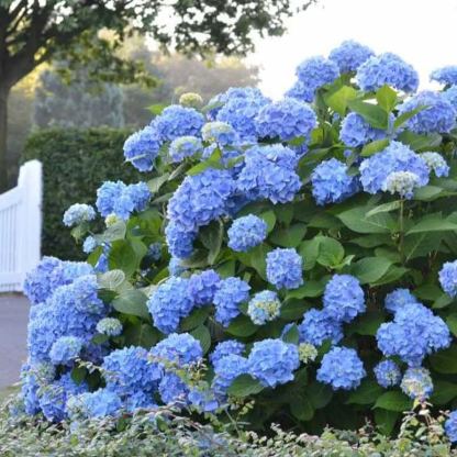 🌸Endless Summer Hydrangea Seeds (Hydrangea macrophylla)🌸