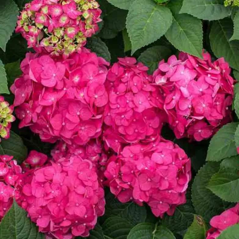 🌸Endless Summer Hydrangea Seeds (Hydrangea macrophylla)🌸