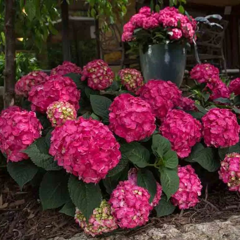 🌸Endless Summer Hydrangea Seeds (Hydrangea macrophylla)🌸