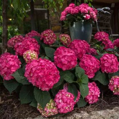 🌸Endless Summer Hydrangea Seeds (Hydrangea macrophylla)🌸