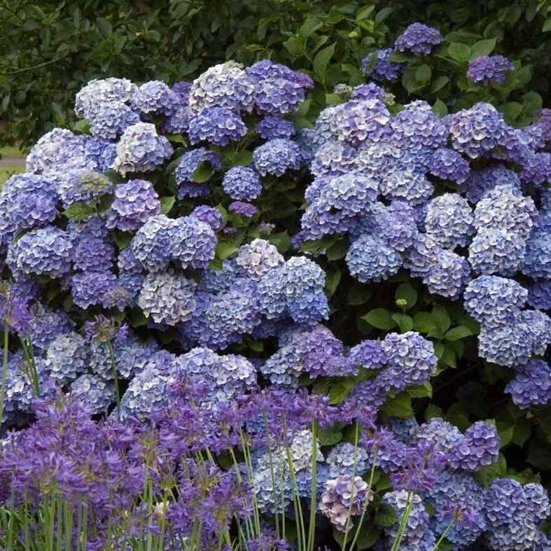 🌸Endless Summer Hydrangea Seeds (Hydrangea macrophylla)🌸