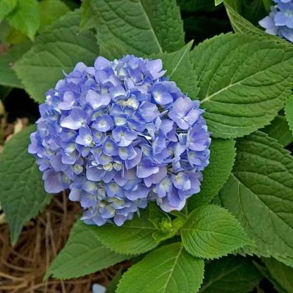 🌸Endless Summer Hydrangea Seeds (Hydrangea macrophylla)🌸