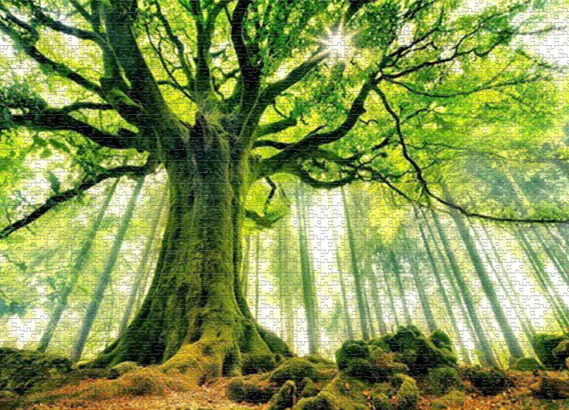 1000-piece puzzle - spring