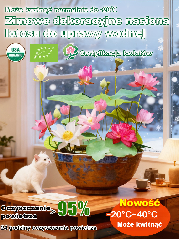 【Kwitnie nawet w temperaturze -20°C】Zimowe dekoracyjne nasiona lotosu do uprawy wodnej✨Nie wymaga gleby ani światła słonecznego