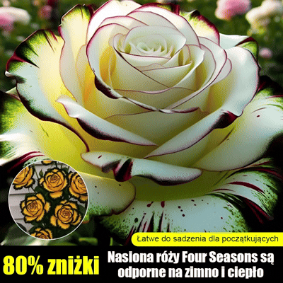 【Październikowy ogród różany】Nasiona róży wielogłowych✨Pojedyncza łodyga w wielu kolorach — absolutnie oszałamiająca.