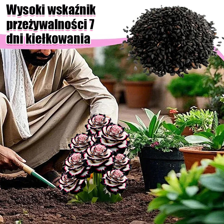 【】Nasiona róży wielogłowych