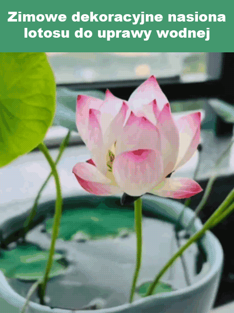 【Kwitnie nawet w temperaturze -20°C】Zimowe dekoracyjne nasiona lotosu do uprawy wodnej✨Nie wymaga gleby ani światła słonecznego