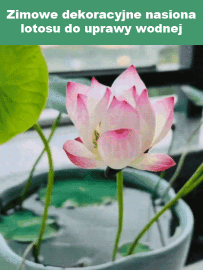 【Kwitnie nawet w temperaturze -20°C】Zimowe dekoracyjne nasiona lotosu do uprawy wodnej✨Nie wymaga gleby ani światła słonecznego