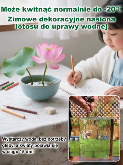 【Kwitnie nawet w temperaturze -20°C】Zimowe dekoracyjne nasiona lotosu do uprawy wodnej✨Nie wymaga gleby ani światła słonecznego
