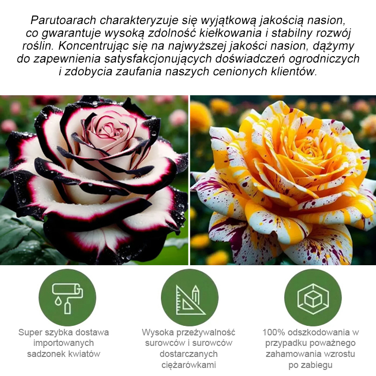 【】Nasiona róży wielogłowych