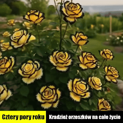 【Październikowy ogród różany】Nasiona róży wielogłowych✨Pojedyncza łodyga w wielu kolorach — absolutnie oszałamiająca.