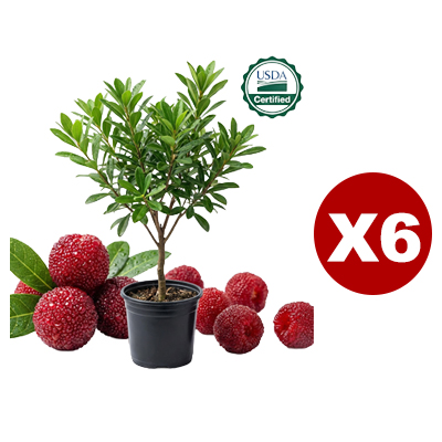 Fresh Large Sweet Juice Yangmei (Chinese Bayberry) Sapling