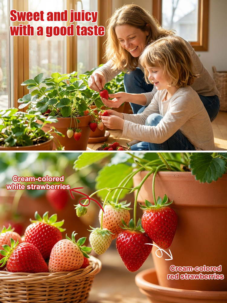 Seeds of Four-Season Strawberries