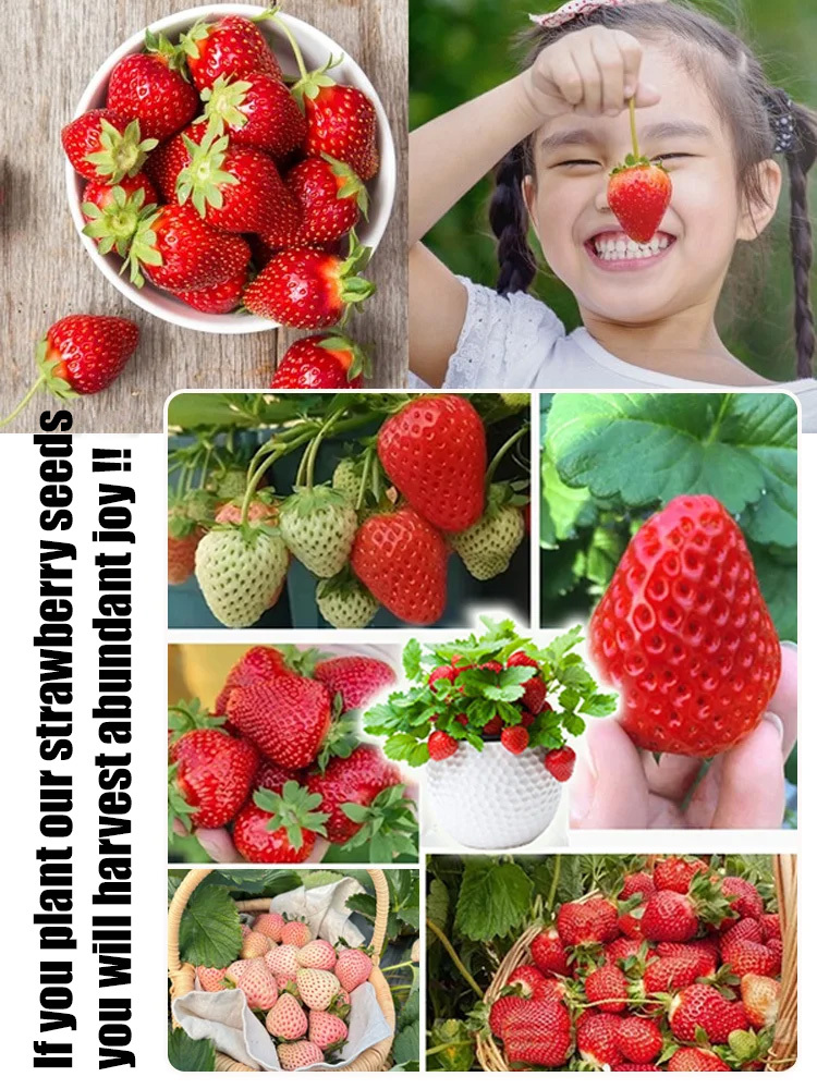 Seeds of Four-Season Strawberries
