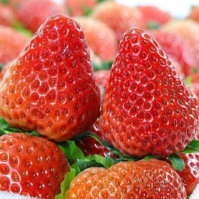 Seeds of Four-Season Strawberries