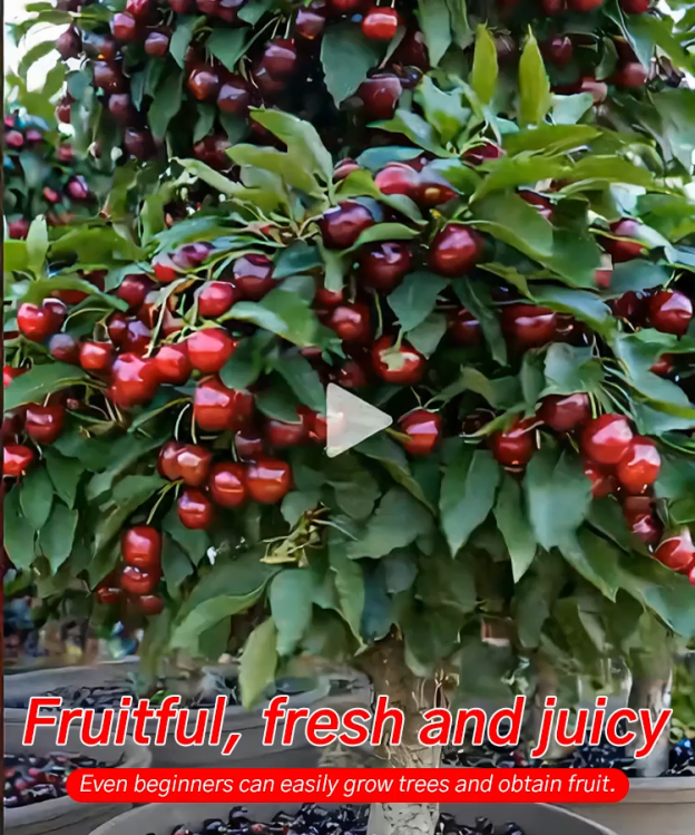 🍒 Grow Up to 110 lbs of Premium Cherries on Your Own Patio 🌱🏡💥 No Green Thumb Needed! 100% Self-Pollinating 🐝 & Ready to Fruit THIS MAY! 🗓️🚀
