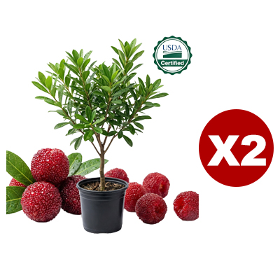 Fresh Large Sweet Juice Yangmei (Chinese Bayberry) Sapling