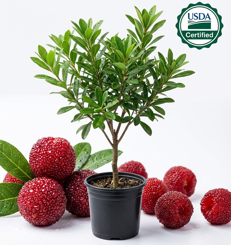 Fresh Large Sweet Juice Yangmei (Chinese Bayberry) Sapling