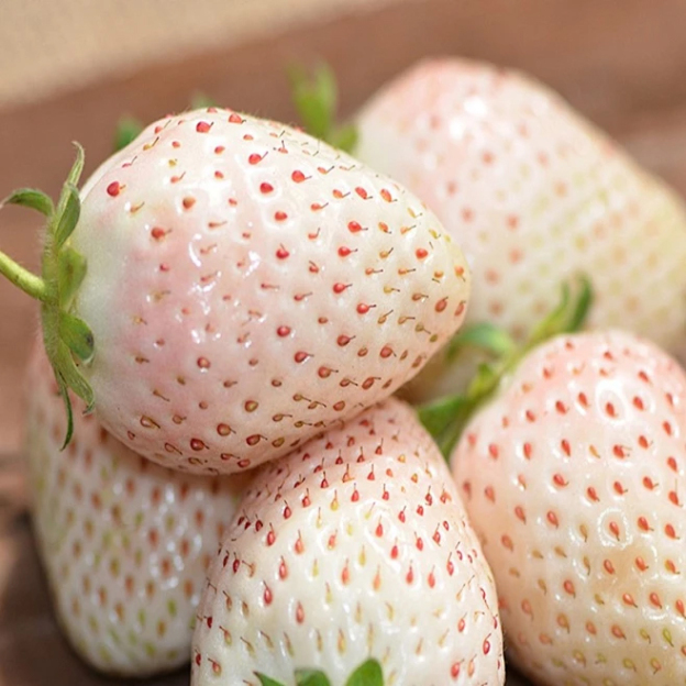 Seeds of Four-Season Strawberries