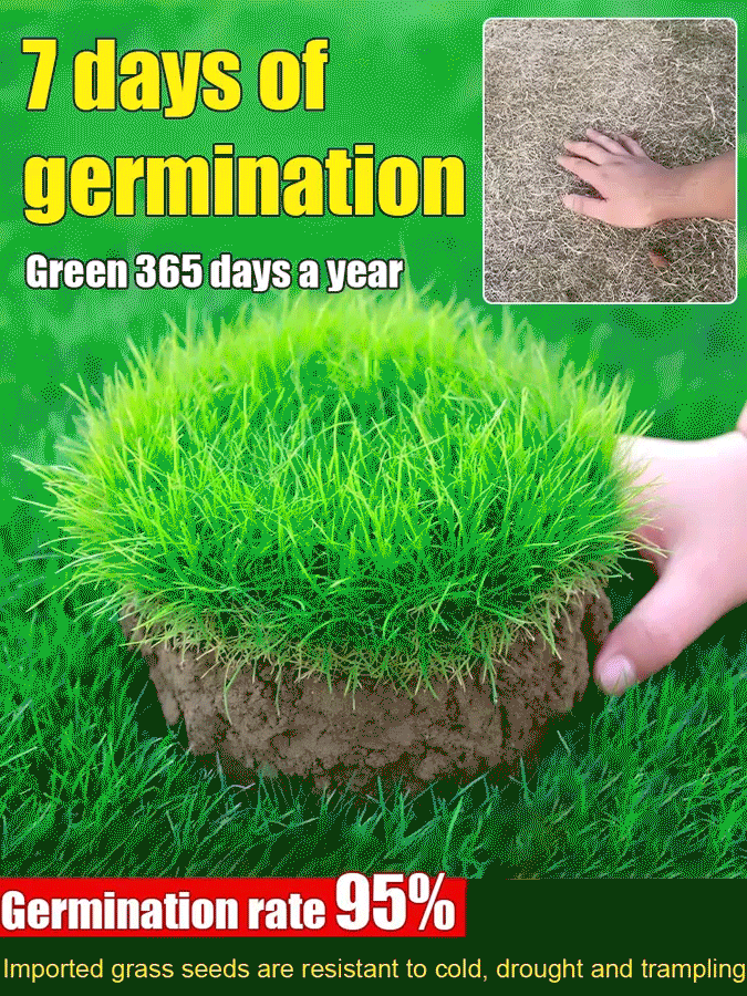 7-Day Germination Grass Seed – Limited Sale of Newest Improved Variety