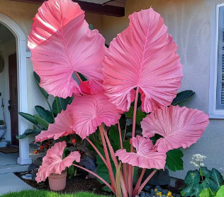 Air-Purifying Caladium Seeds – Repels Mosquitoes, Grows Indoors