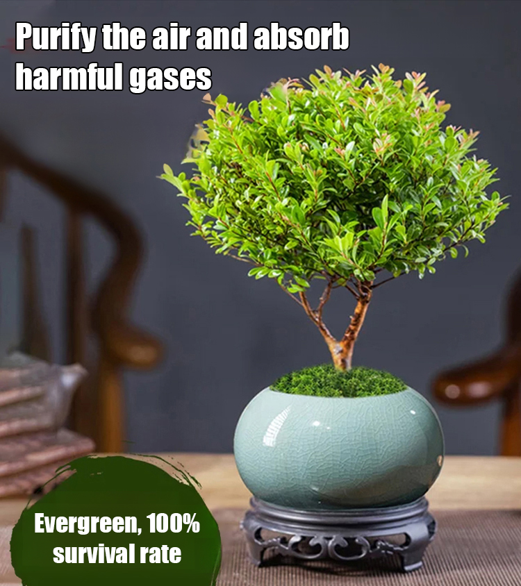 🌿 Small-Leaf Syzygium Bonsai Nature’s Air Purifier. Smells Like Perfume.