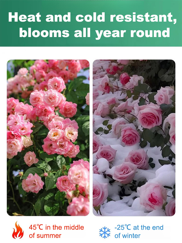 Luxury fragrance, zero fuss. Grows anywhere, thrives on neglect. Fresh from the nursery — guaranteed to bloom or your money back. Only 70 left!