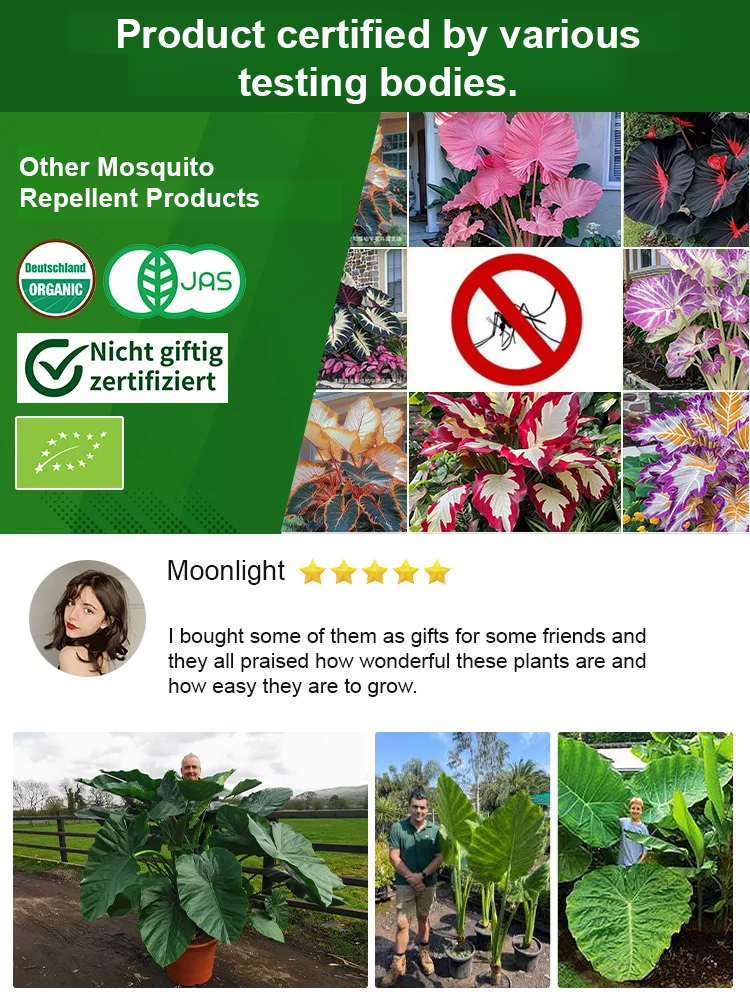 Air-Purifying Caladium Seeds – Repels Mosquitoes, Grows Indoors