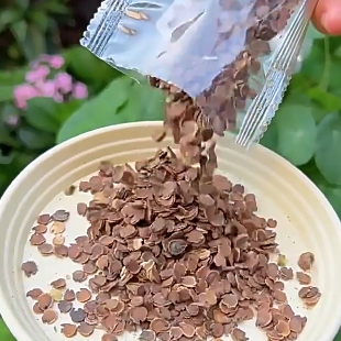 Seeds of multicolored hollyhock flowers