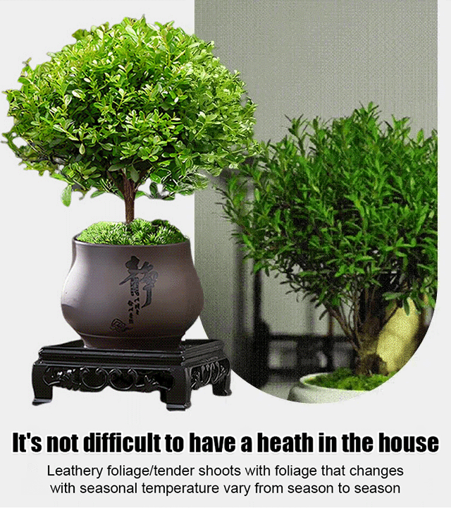 🌿 Small-Leaf Syzygium Bonsai Nature’s Air Purifier. Smells Like Perfume.