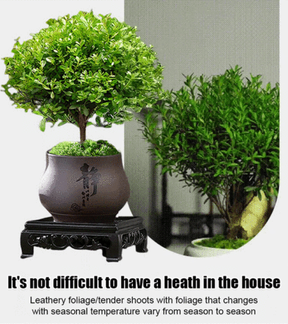 🌿 Small-Leaf Syzygium Bonsai Nature’s Air Purifier. Smells Like Perfume.