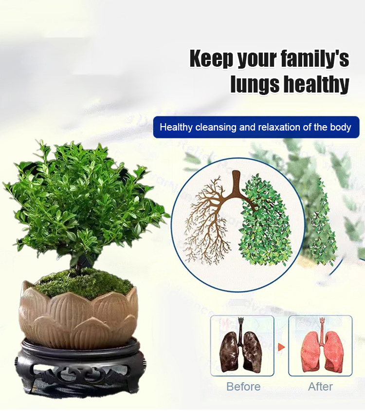 🌿 Small-Leaf Syzygium Bonsai Nature’s Air Purifier. Smells Like Perfume.