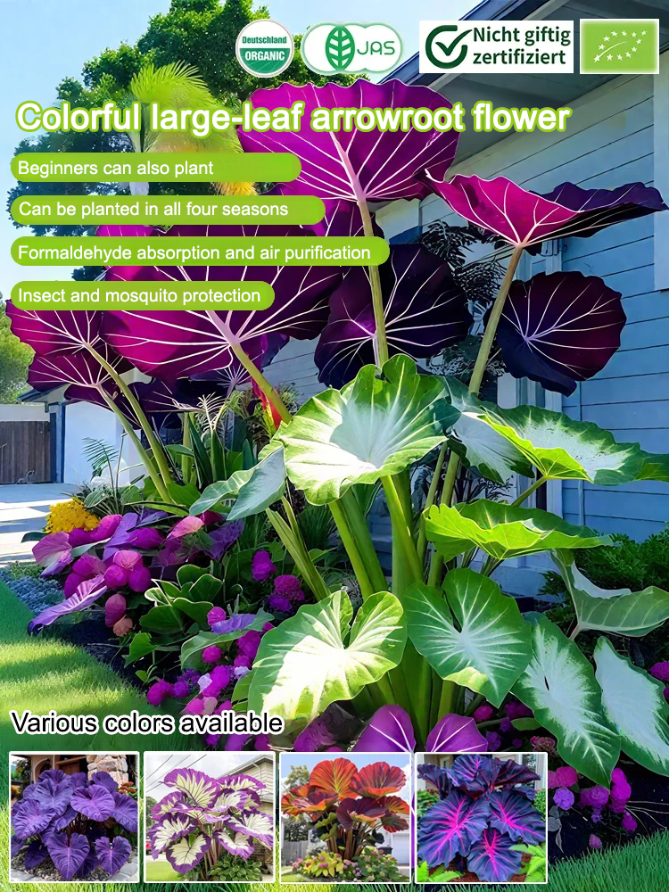 Air-Purifying Caladium Seeds – Repels Mosquitoes, Grows Indoors