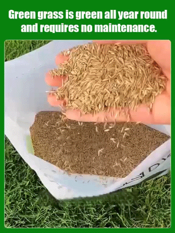 7-Day Germination Grass Seed – Limited Sale of Newest Improved Variety