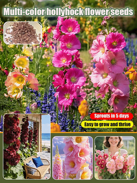 Seeds of multicolored hollyhock flowers