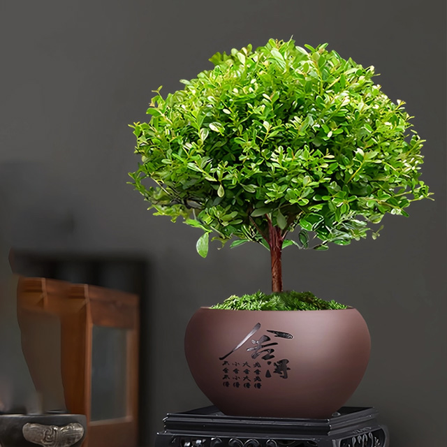 🌿 Small-Leaf Syzygium Bonsai Nature’s Air Purifier. Smells Like Perfume.