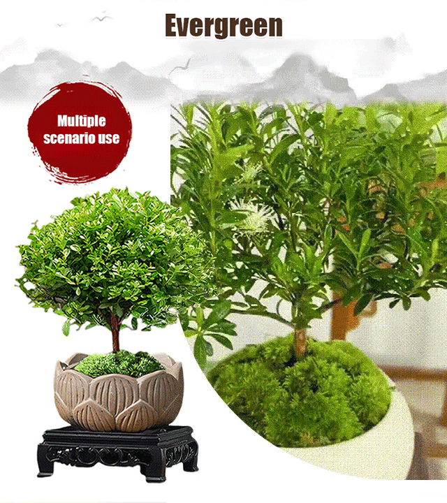 🌿 Small-Leaf Syzygium Bonsai Nature’s Air Purifier. Smells Like Perfume.